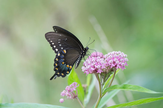 Butterfly 2019-115 / Swallowtail (Papilio Troilus)