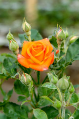 Natural  roses composition