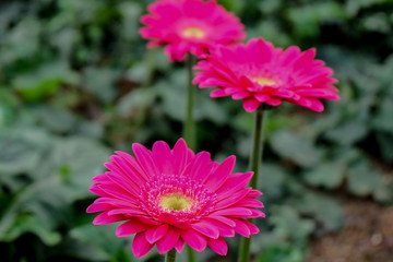 Obraz premium Blossome pink gerbera flower and blooming in garden
