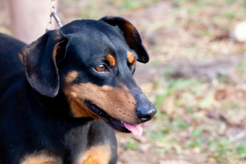 dogs cães cachorros