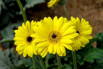 Blossome yellow gerbera flower and blooming in garden