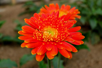Blossome orange gerbera flower and blooming in garden