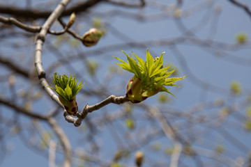 Spring growth 