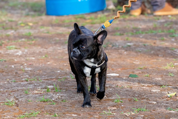 dogs cães cachorros