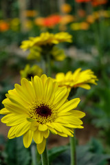 Blossome yellow gerbera flower and blooming in garden