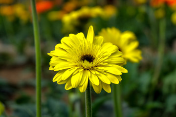 Blossome yellow gerbera flower and blooming in garden