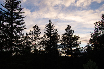 Trees with sky 