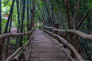 Bamboo Bridge in bamboo forest