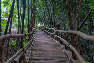 Obraz premium Bamboo Bridge in bamboo forest