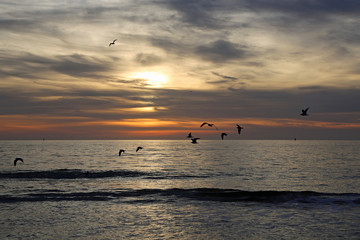 Sunset and the birds - Florida