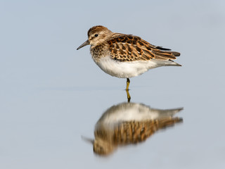 Least Sandpiper with Reflection Standing on the pond, Closeup Portrait