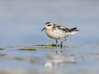 Red-necked Phalarope Foraging on the Pond in Summer