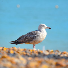 A Seagull on Brighton Beach. Brighton, UK