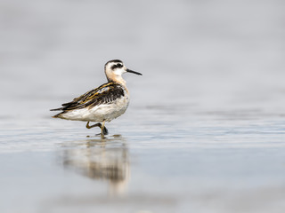 Red-necked Phalarope with Reflection  Foraging on the Pond