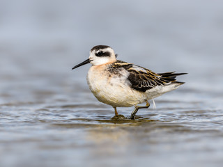 Red-necked Phalarope with Reflection  Foraging on the Pond