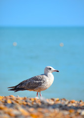 A Seagull on Brighton Beach. Brighton, UK