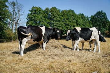 Zufütterung von Kühen auf einer vertrockneten Wiese 