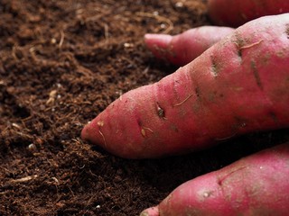 흙배경과 고구마, 한국의 유기농 고구마