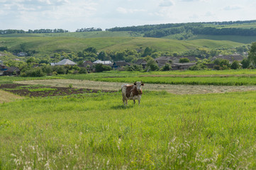 Fototapeta na wymiar Rural landscape with horned cow on green pasture in countryside