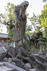 Fototapeta na wymiar 神社の神木