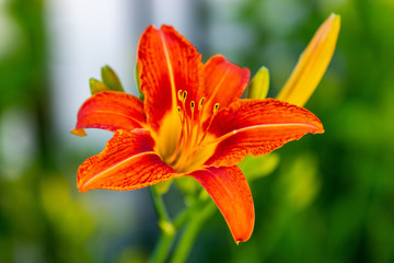 Orange Tiger Lily