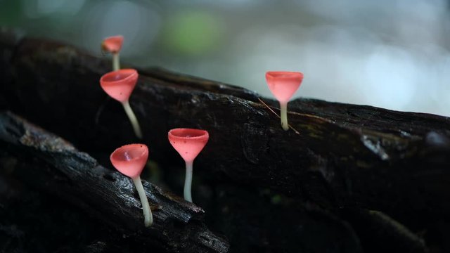 Fungi cup red Mushroom Champagne Cup or Pink burn cup,Tarzetta Rosea ( Rea) Dennis (Pyronemataceae) on nature background
