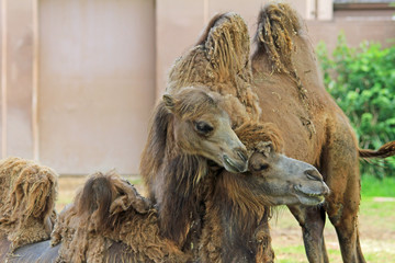 Tenderness between camels