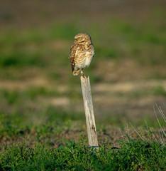 Fototapeta premium A young Burrowing Owl is perched, balancing on a stake, watching for prey.
