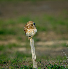 A young Burrowing Owl is perched, balancing on a stake, watching for prey.