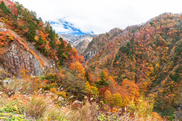 真っ赤に燃える紅葉に感動してみないかい？