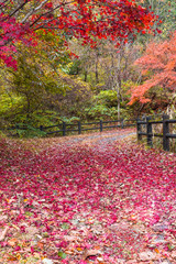 真っ赤に燃える紅葉に感動してみないかい？