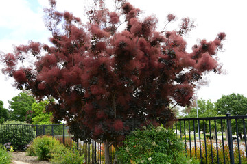 tree in the garden