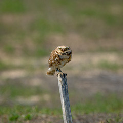 A young Burrowing Owl is perched, balancing on a stake, watching for prey.
