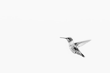 Closeup of a hummingbird in the garden