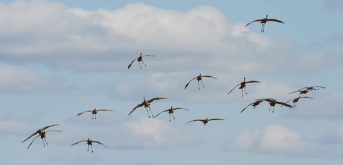 Migrating sandhill cranes, Canada geese and ducks
