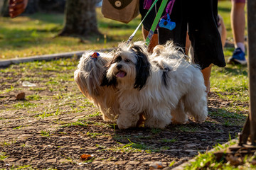 dogs cães cachorros