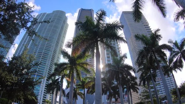 Miami. City. view of the city through palm trees. skyscrapers. downtown miami