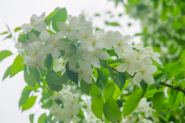 Blooming apple tree in spring park. spring white flowers. apple tree in bloom