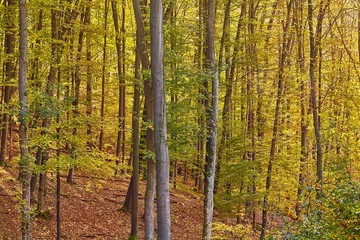 Forest with colorful autumn leaves