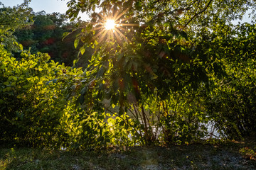 Sunlight Green