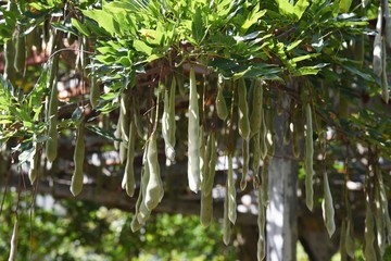 Wisteria fruit / When the air dries in winter, the seed pops out with a sharp sound.