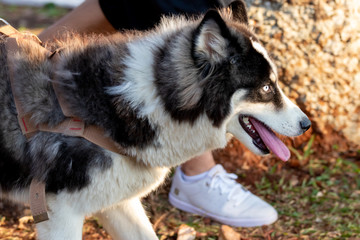 dogs cães cachorros