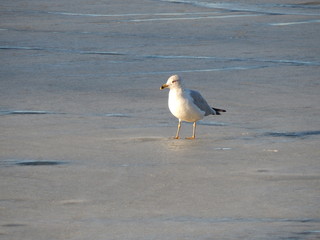 seagull on frozen pond