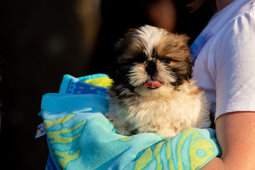 dogs cães cachorros