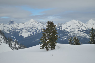 Mount Baker wilderness , WA , USA , landscape with trees and mountains in winter
