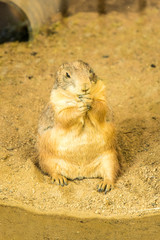 Black-tailed prairie dog at the zoo