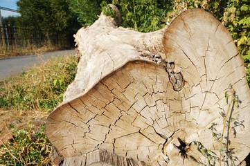 Trunk of dry saw down tree!