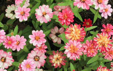 Pink flower for background. Flower concept.