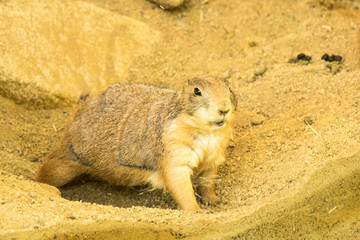 Black-tailed prairie dog at the zoo