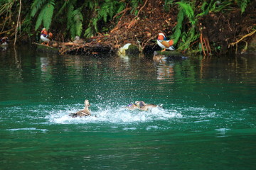 원앙새와 물오리들이 겨울나기 하는 모습이다.